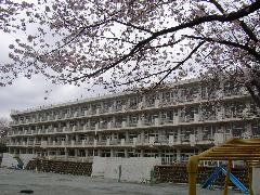 荒幡小学校の桜