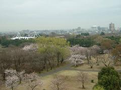 桜の季節の航空記念公園の写真