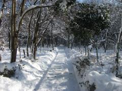 雪景色(園内)の写真