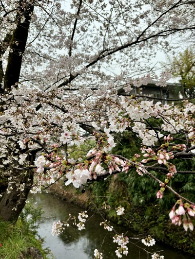 東川(熊野神社付近)の桜