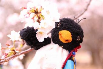 さくらとひばりちゃん