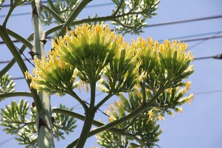 リュウゼツランの花