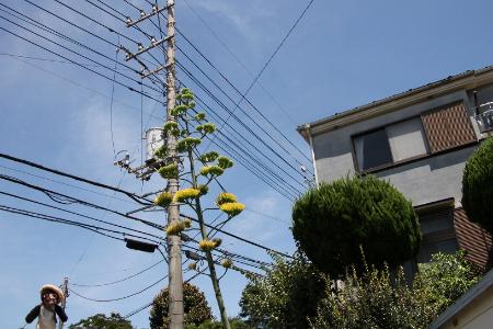 電柱に沿って高く伸びるリュウゼツラン