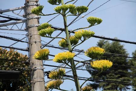 リュウゼツランの花が下から咲いていく様子