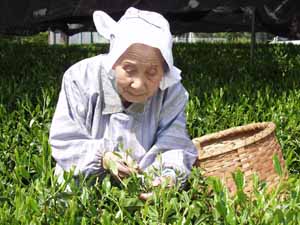 茶摘み　新井　カメさんの写真