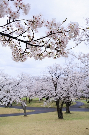 航空記念公園内に満開の桜が咲いている木が沢山映っている