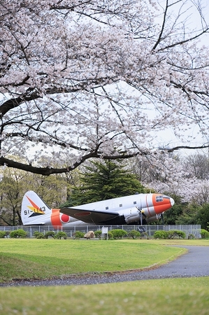 航空記念公園内に屋外展示している飛行機と桜