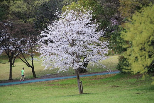 一本の桜の木の裏にランニングコースがある。そこで走っている人の後ろ姿。