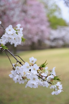 桜の枝に花が咲いている所ををアップで撮影している