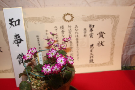知事賞の賞状とともに展示されている、濃いピンクに白い模様入りの華やかな雪割草の鉢
