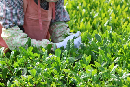 摘み子のが茶葉を摘んでいる