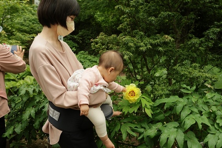 母親に抱かれた赤ん坊が黄色い牡丹に手を触れている