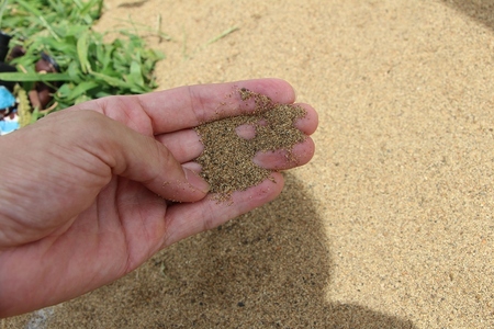 砂像の材料となる砂を触っている画像